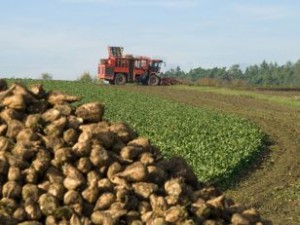 Sugar Beet Harvest